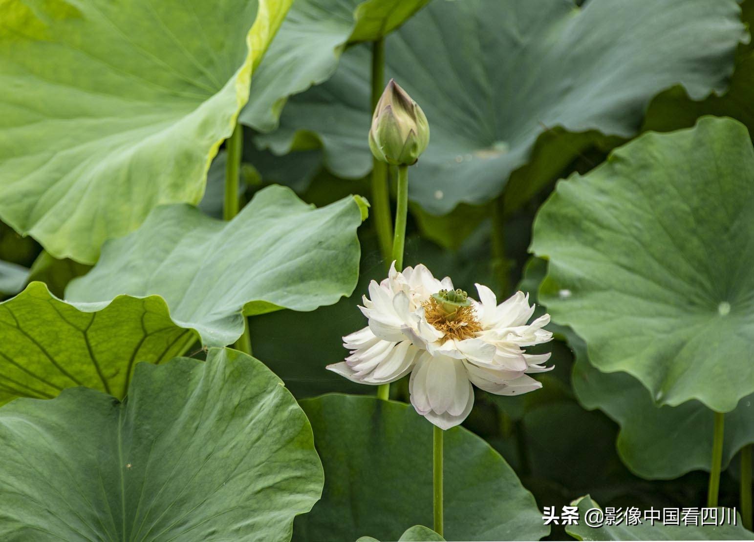 仁寿方家：映日荷花别样红