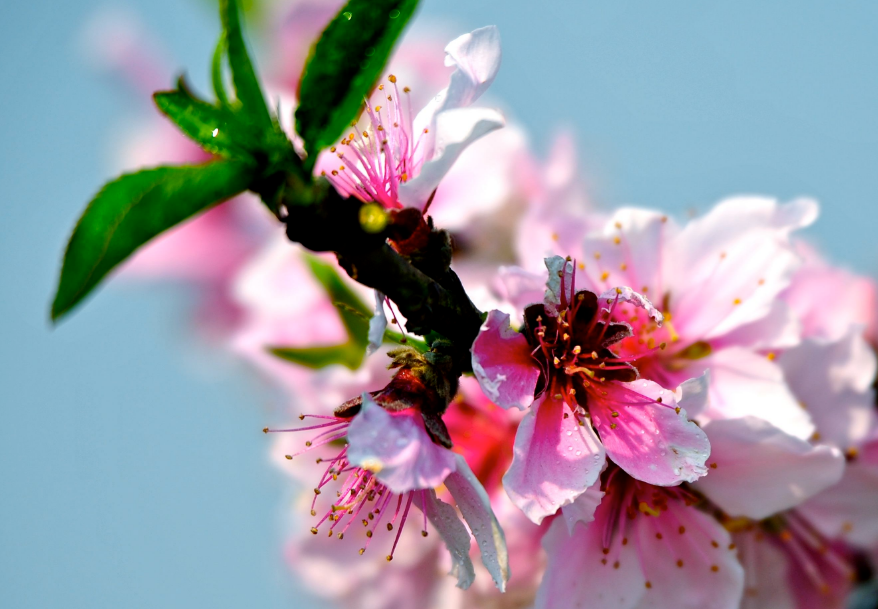 春光是这朵花，占12首桃花的诗词，去诗词中一次桃花的约定