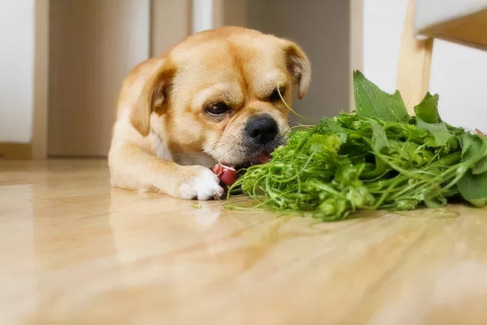 狗零食推荐的牌子有哪些，狗狗可以吃什么常见的零食？