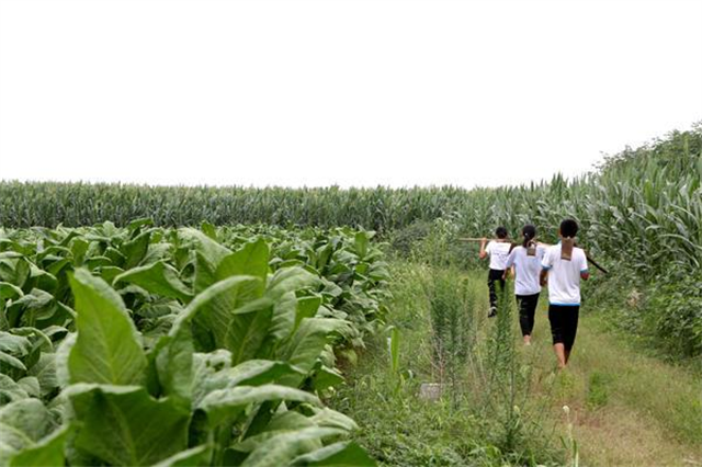 17岁农村女孩考上中山大学，为攒学费每天下地干活