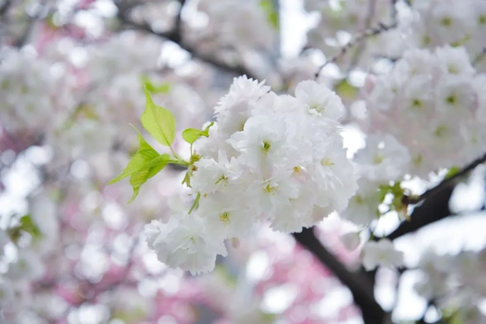 ������ء�ӣ���޶��������������ȡ��ۡ���