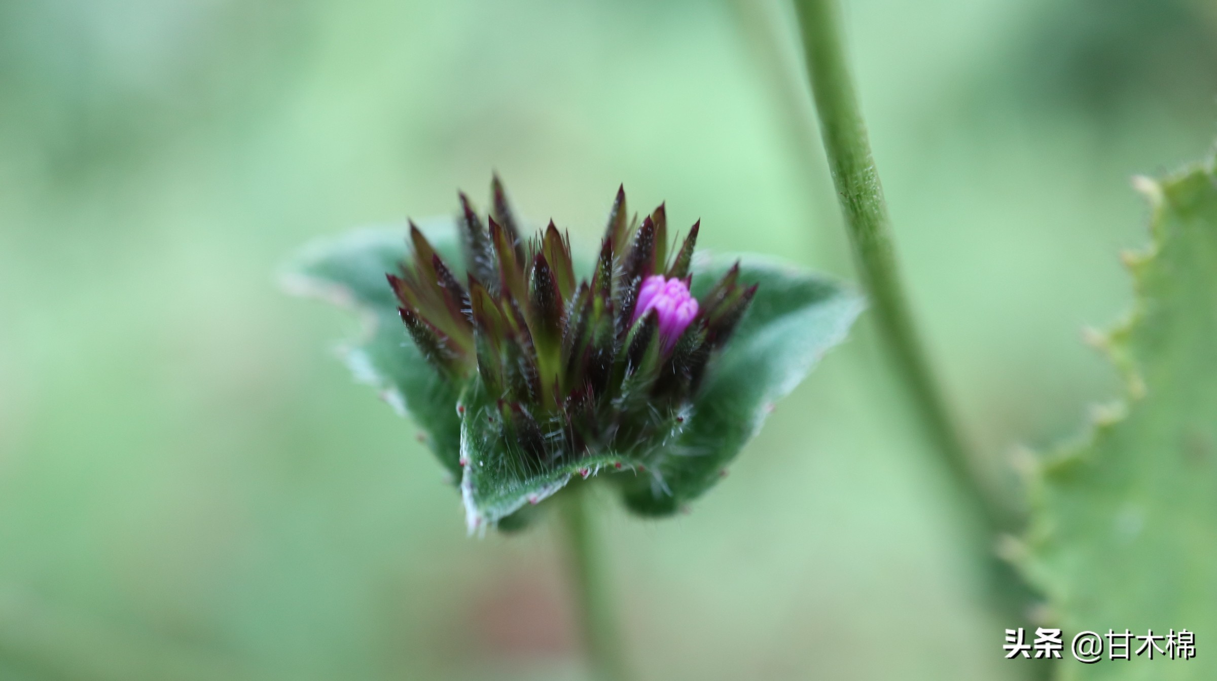 地胆头别名地胆草,苦地胆,土柴胡,天芥菜,鸡疴粘,磨地胆.
