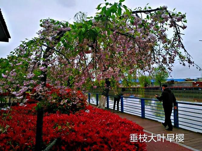 早樱是什么植物（垂枝大叶早樱枝叶花介绍）