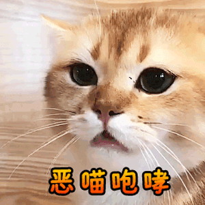 貓貓對你“愛”得有多深？ 這8個等級，你達到幾級了？
