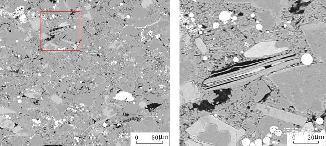 贾云倩等：有机质类型分异规律及其主控机制