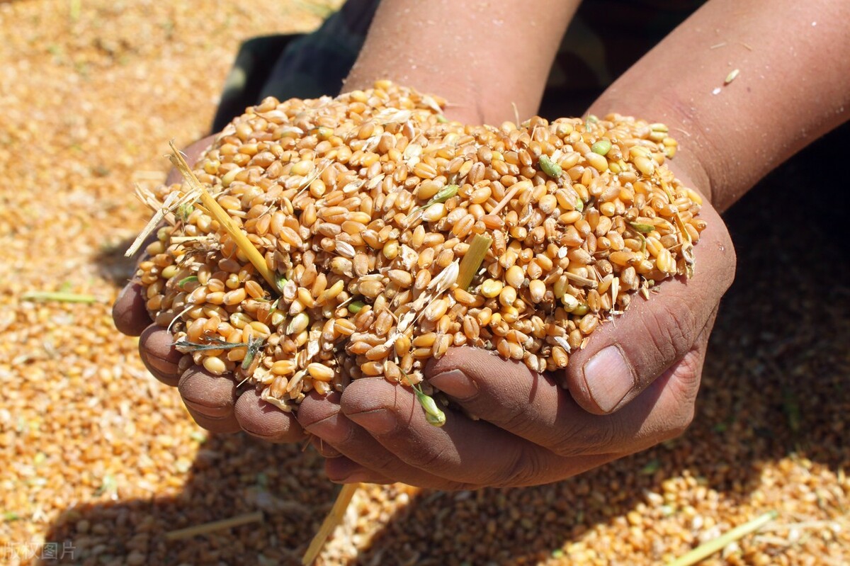 小麦今日价格4月8日「小麦今日价格最新行情走势」