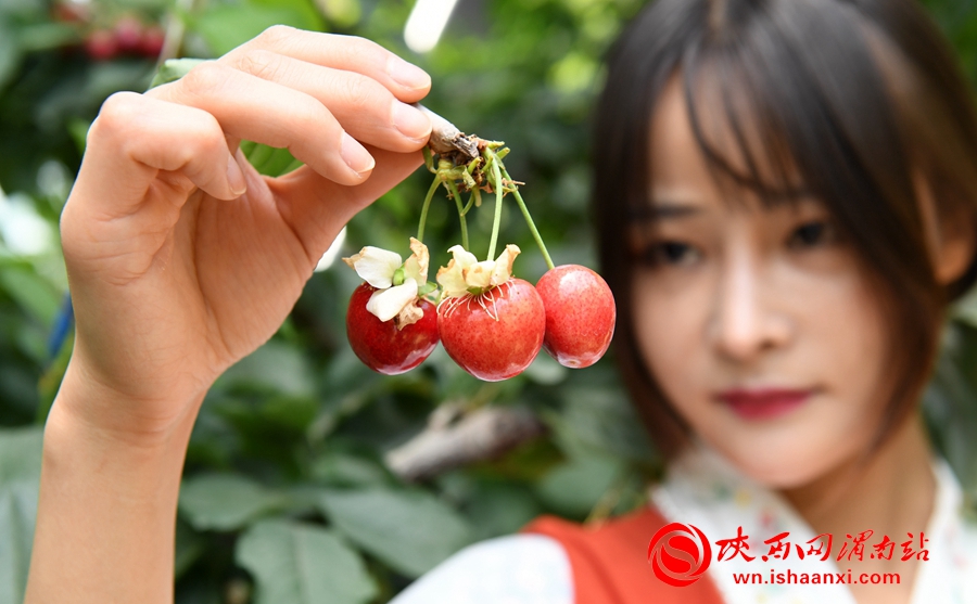 櫻桃千萬家 唯品方寨紅 合陽第五屆“方寨紅”櫻桃推介會舉辦（高清組圖）