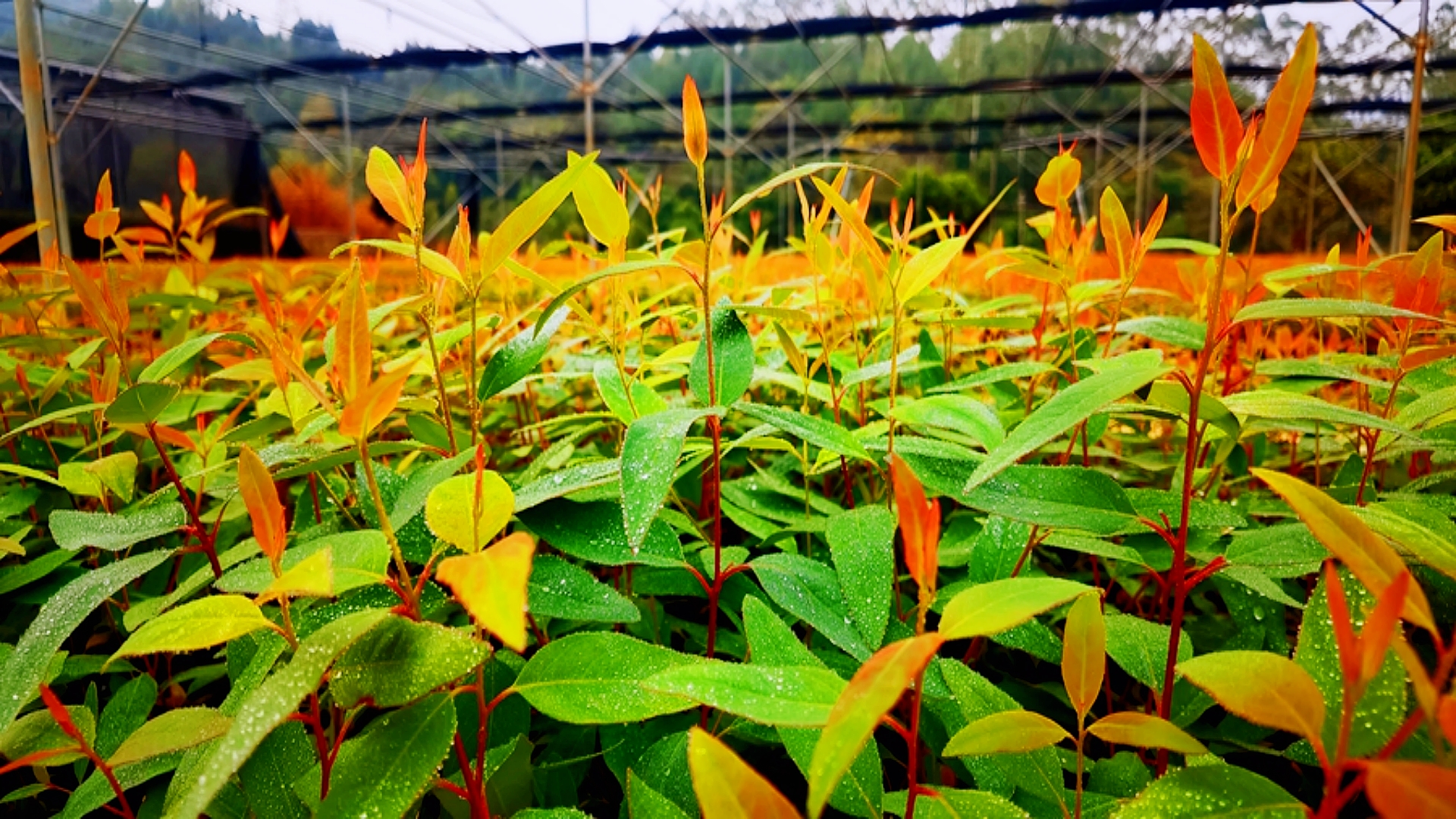 我们一定要选择通过广西林木品种审(认)定的桉树良种品系,比如广林9号