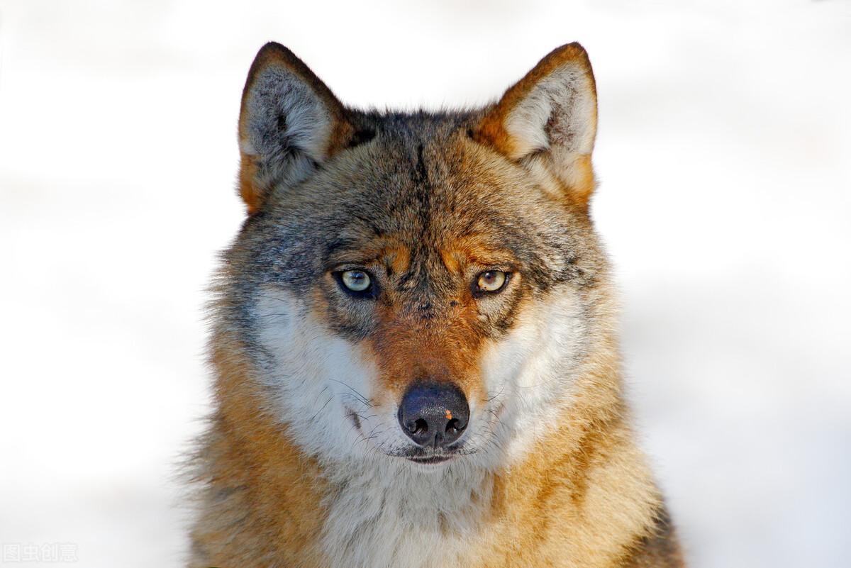 狼 绝无奴性 狼性冷傲有尊严 所以才有"养不熟的白脸狼"之说