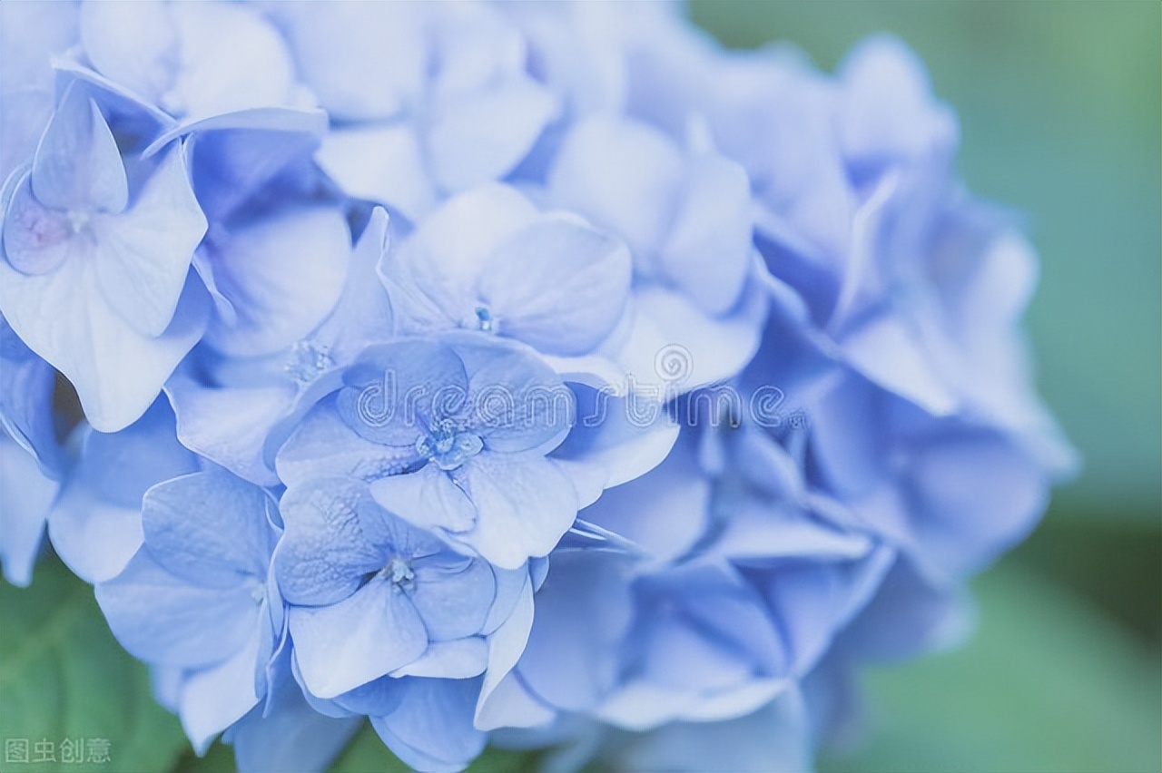 木本绣球花介绍（绣球花中最值得养的品种）