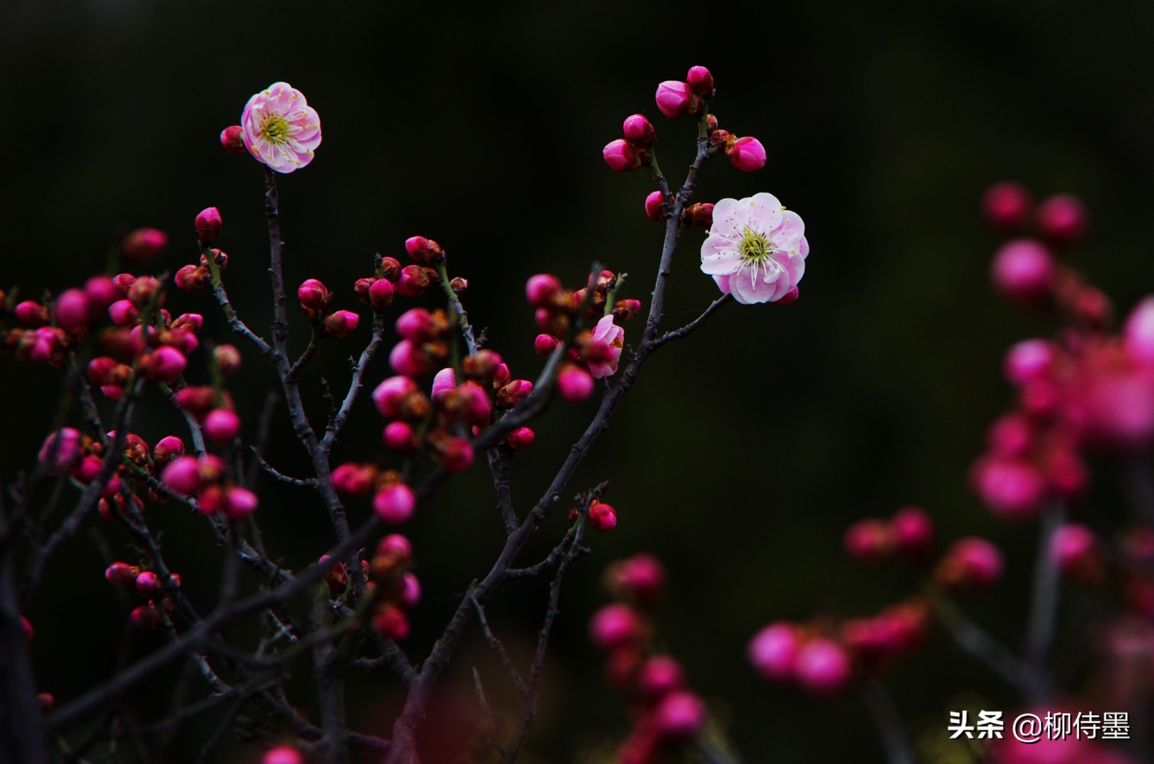 冬梅花图片大全大图(红梅腊梅争艳开) - 赤虎壹号