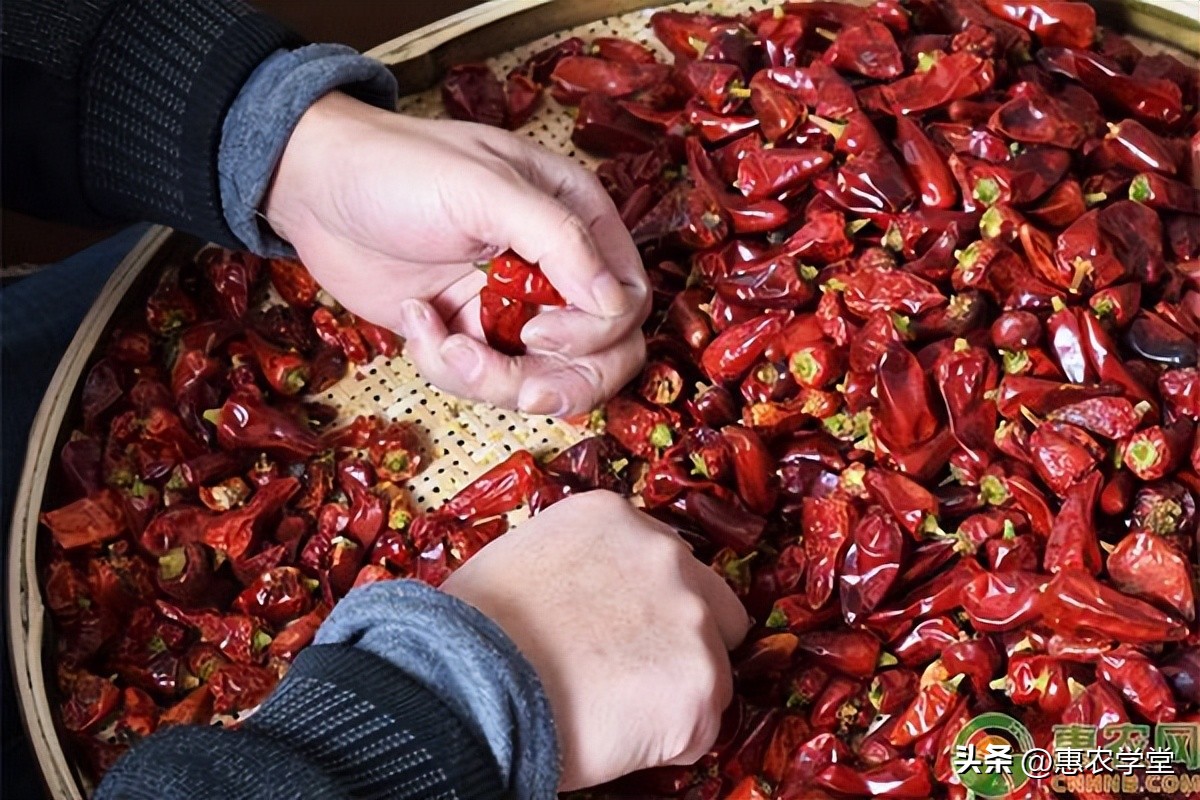 现在干辣椒价格多少钱一斤？怎么保存不发霉？