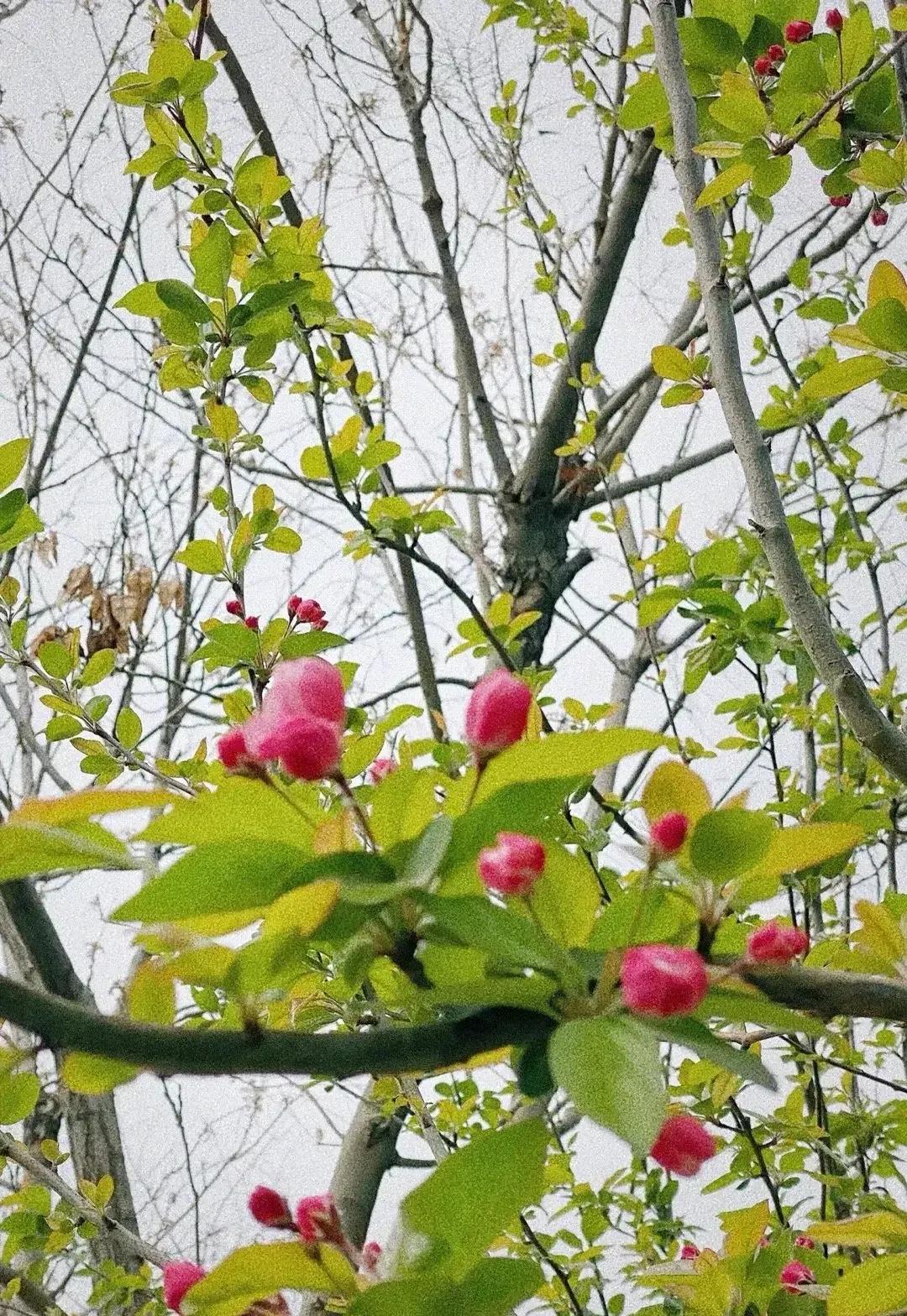 花开如梦，风过无痕，只为心中的思念