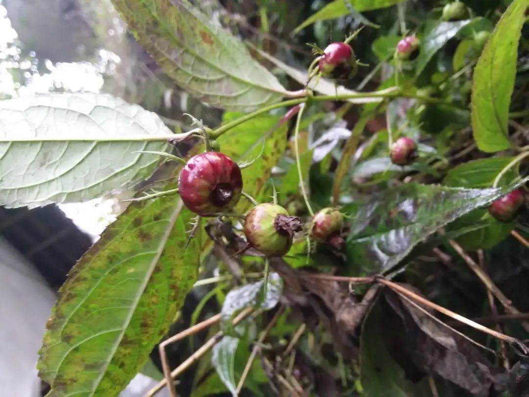 羊奶果泡酒功效與作用(植物世界丨40種農村野果子) - 行就行