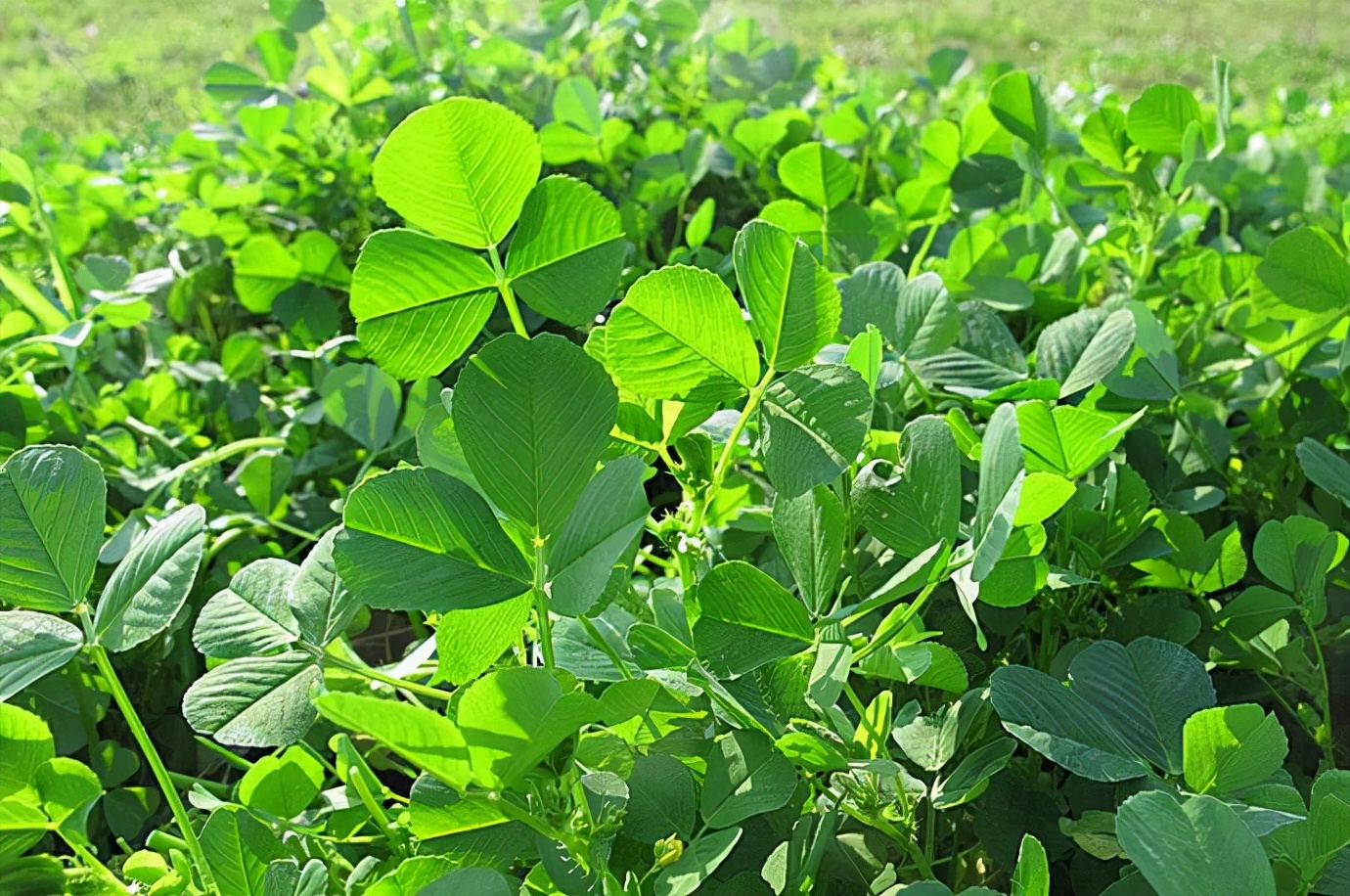 �Ѵ����ڻؼң�������δ����������16ζҰ��ͼ��