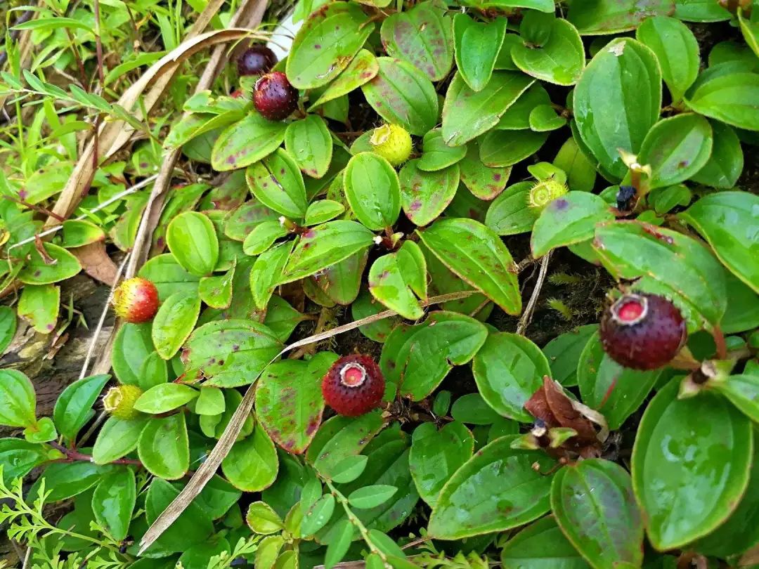 植物世界丨40种农村野果子(二),来自全国各地,很多人都不认识