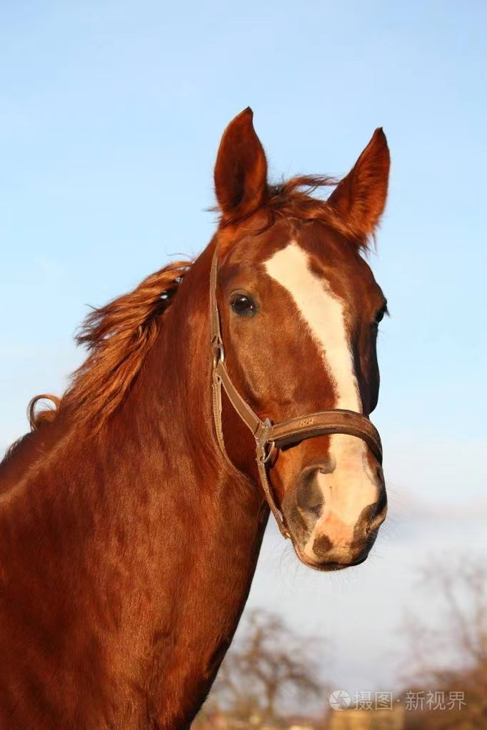 horse是"马,那老外常说的hold your horses又是什么意思呢?