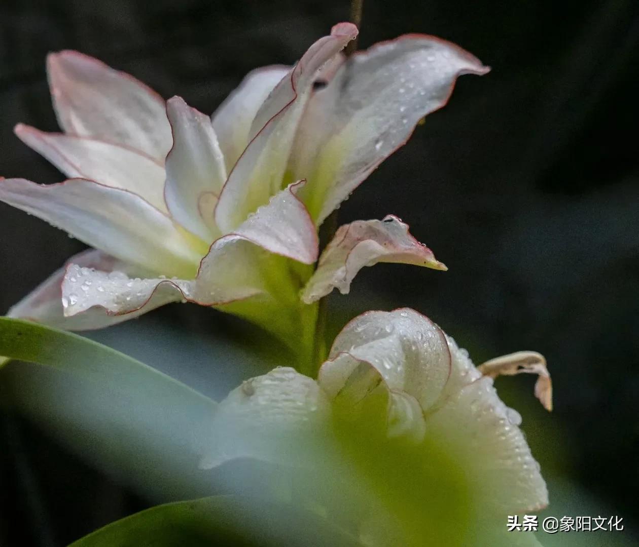 诗词/摄影欣赏：《国粹》《朱顶红》《待到山花烂漫时》「281」