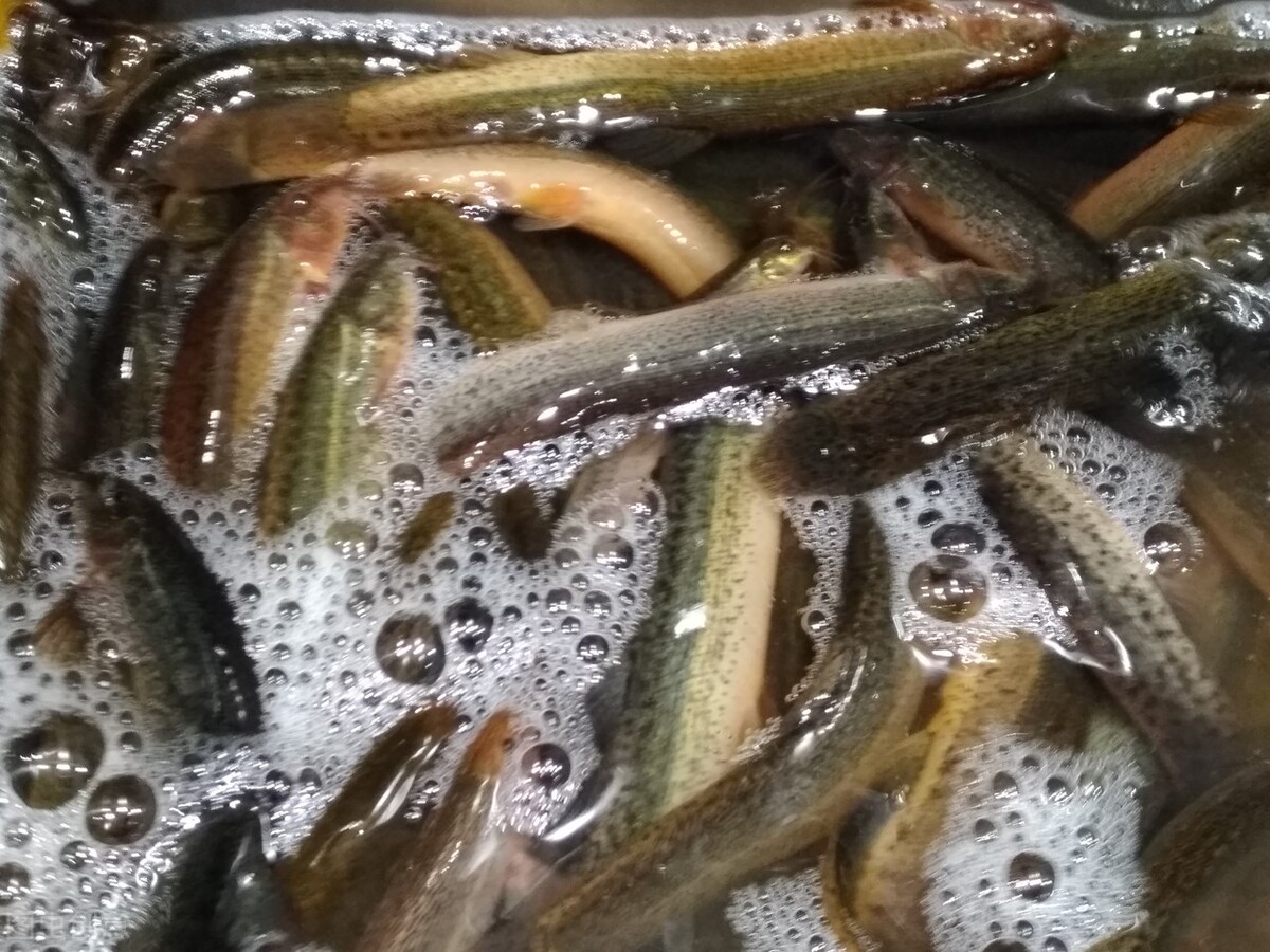 最适合男人吃的肉类排行榜，鱼肉倒数第一，牛肉排第四，建议了解