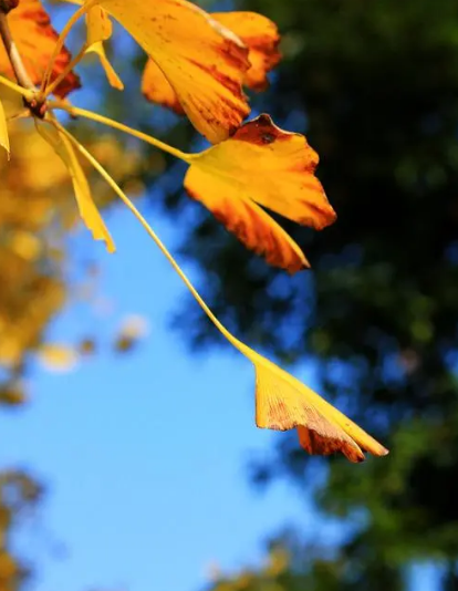 侯庆红 | 赏花庭院意难休 几时消尽万千愁（原创诗词十三首）