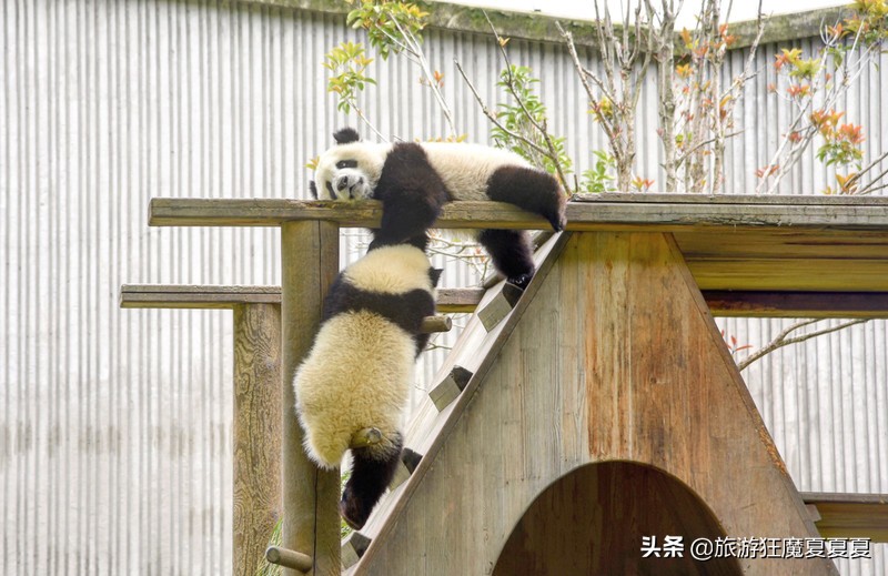 成都熊猫基地在哪,成都熊猫基地在哪里