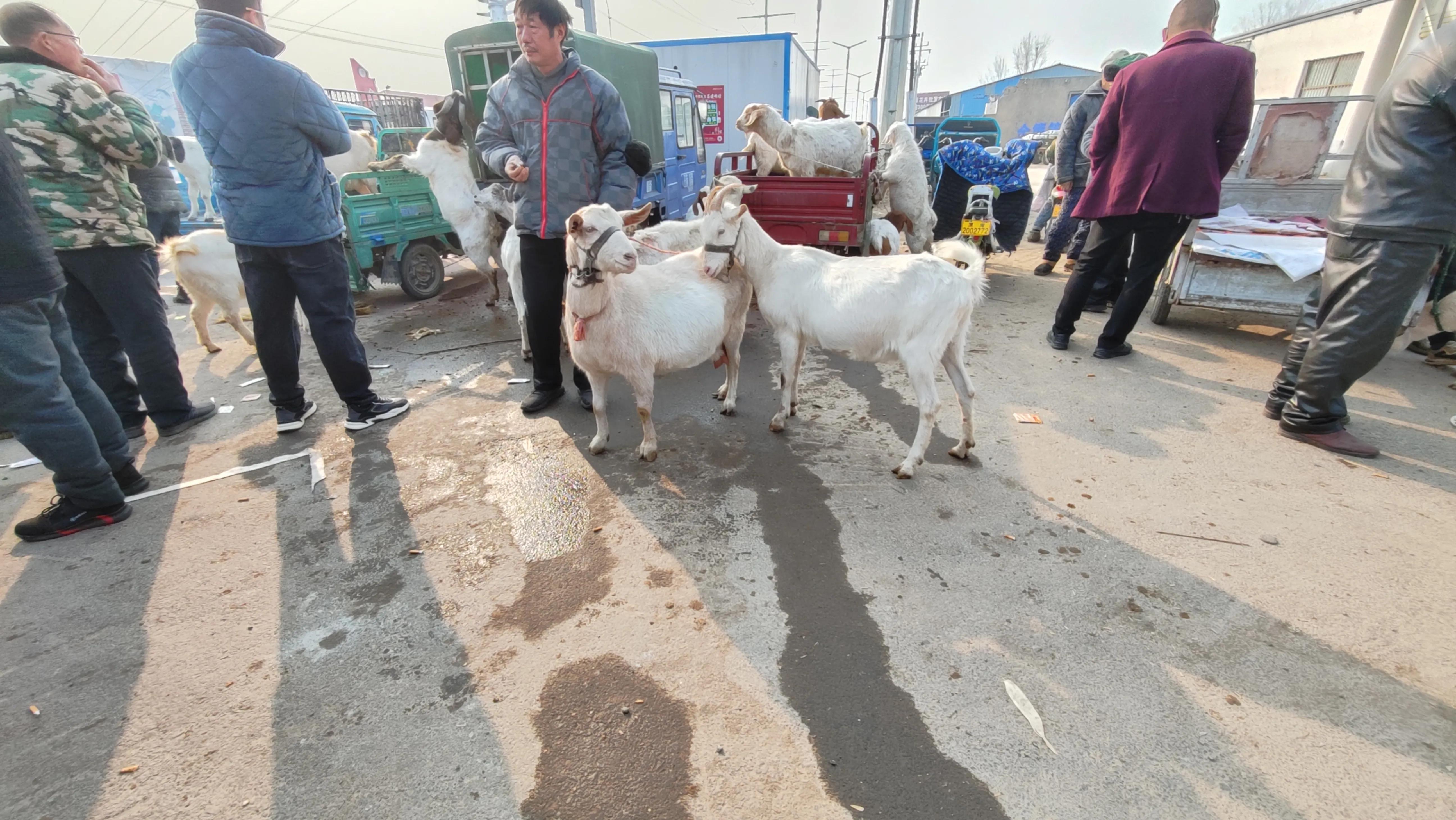 截止到2月17日，全國不同地區，活羊價格匯總，養羊人參考一下
