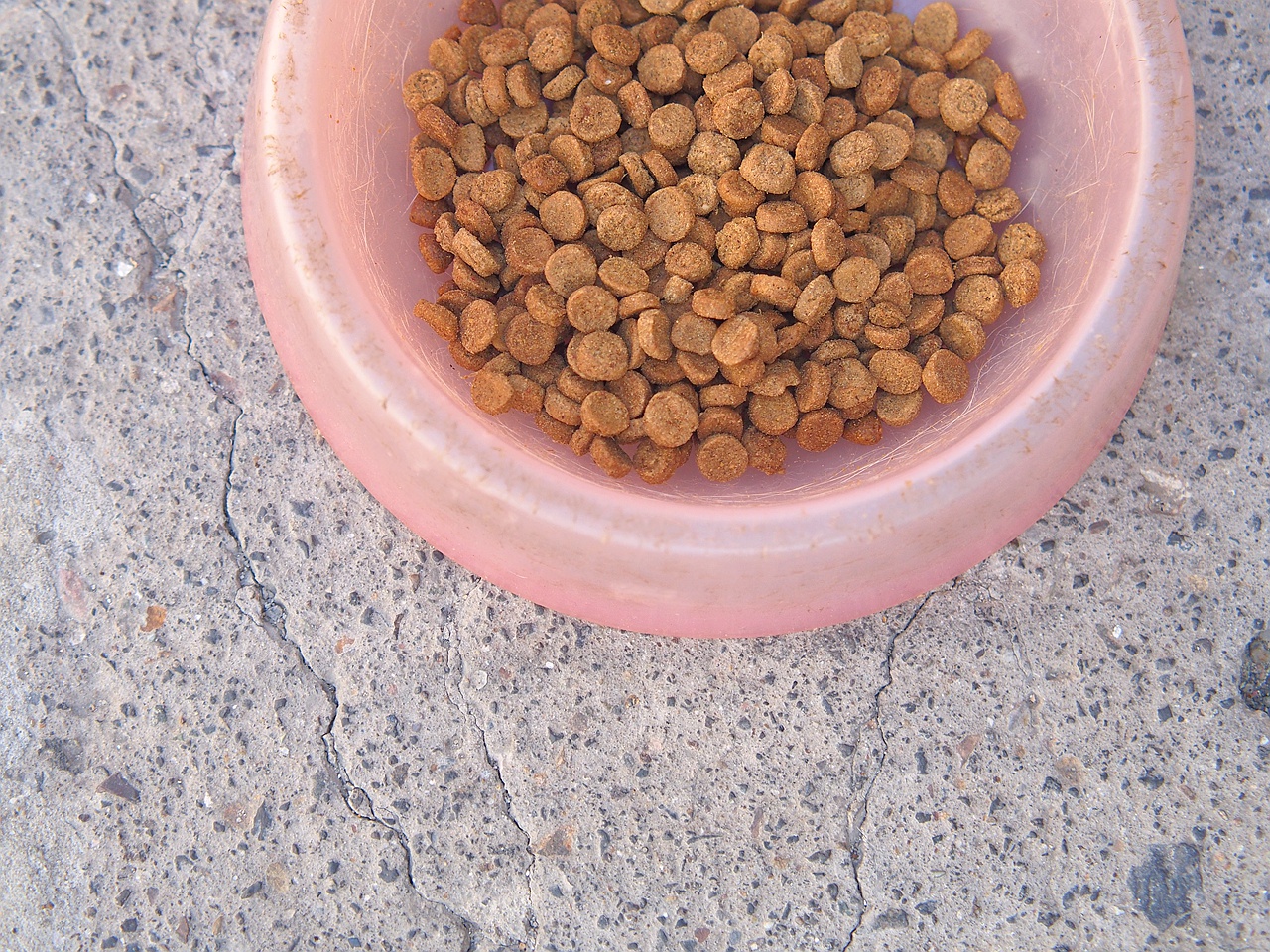 无谷鲜肉配方，宠熙猫粮毛孩子爱吃的猫粮