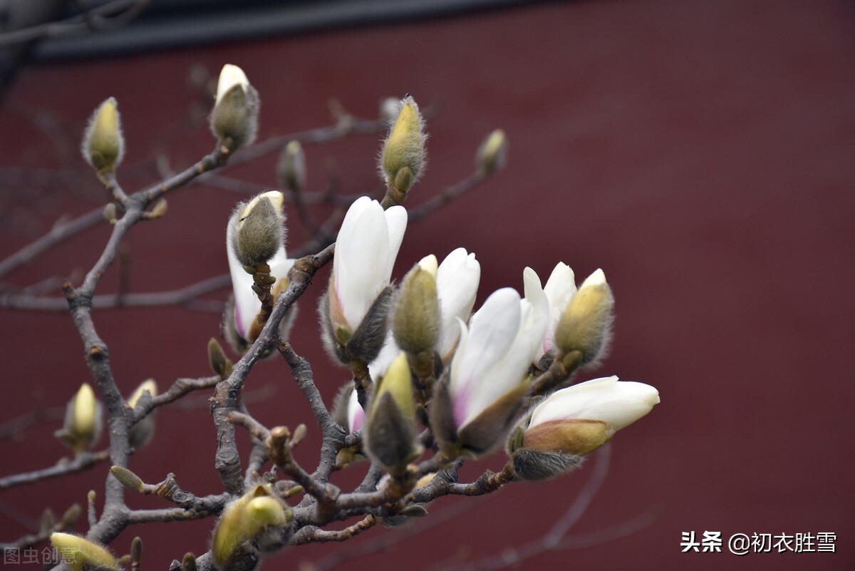 ​早春木笔花开明丽美诗六首：木笔初开三两枝，万花国里写春心