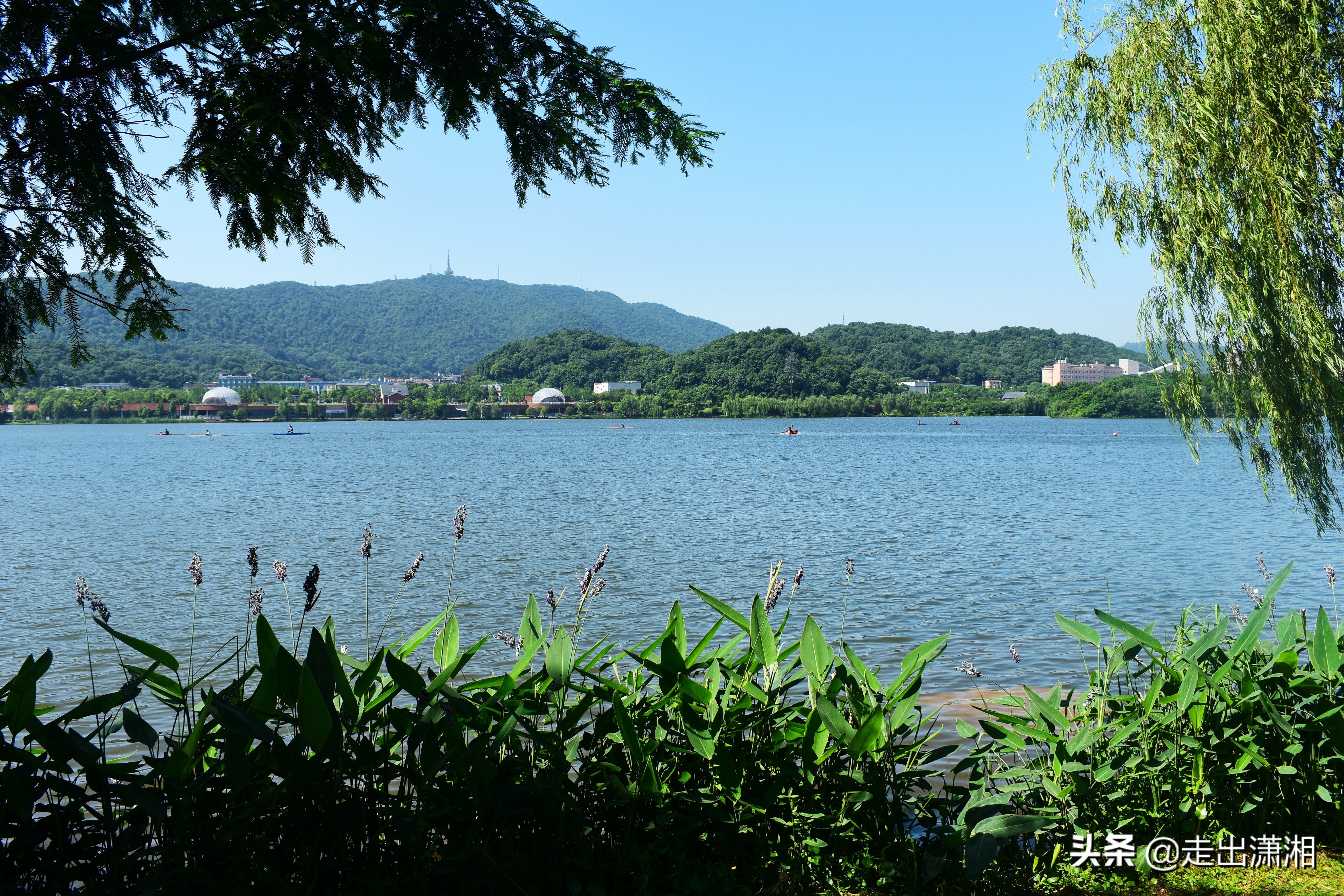 长沙也有一个“西湖”，就在岳麓山下，小孩来了就不想走