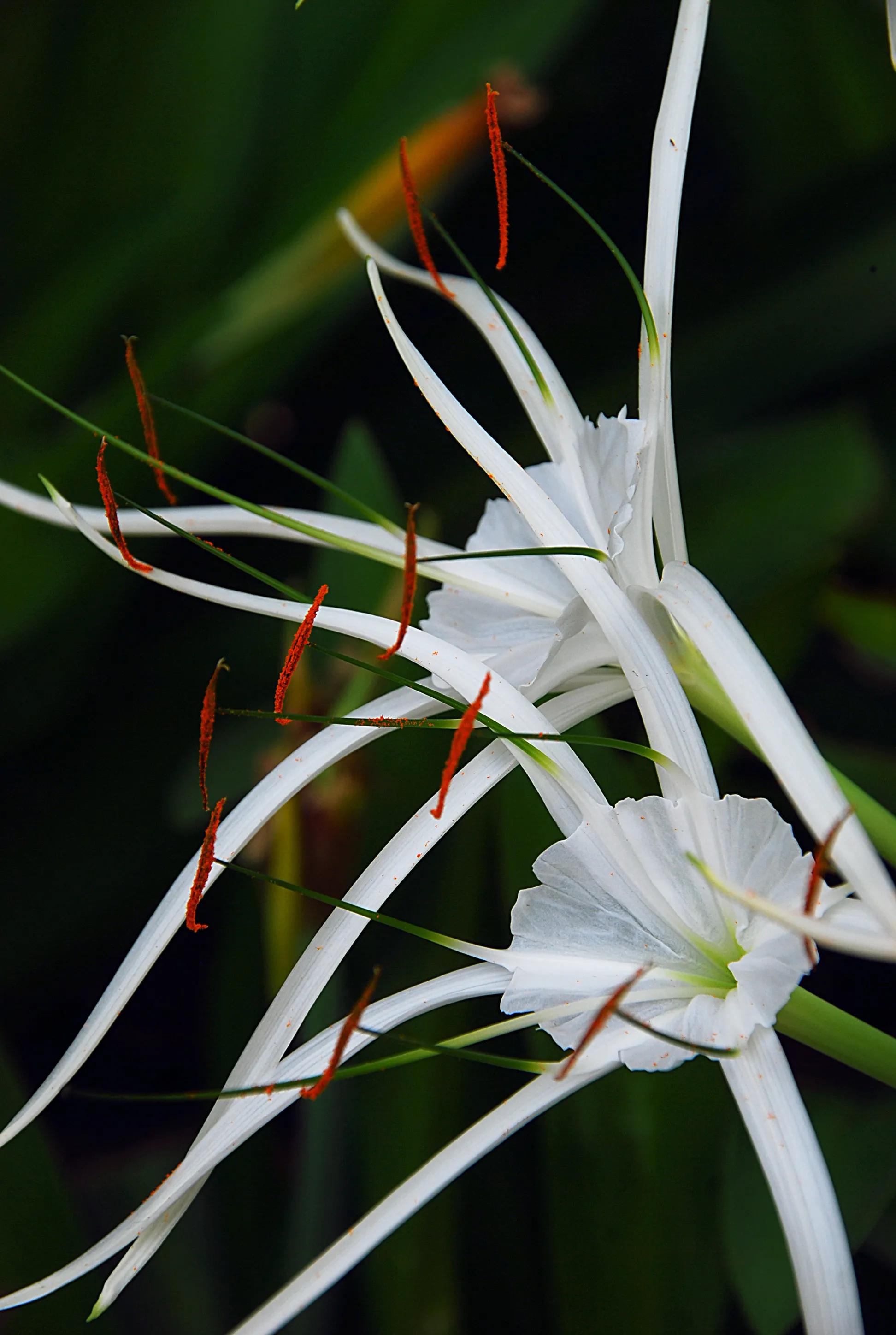有 蜘蛛百合 螯蟹花之称的蜘蛛兰 茎中含毒你知道吗 天天看点