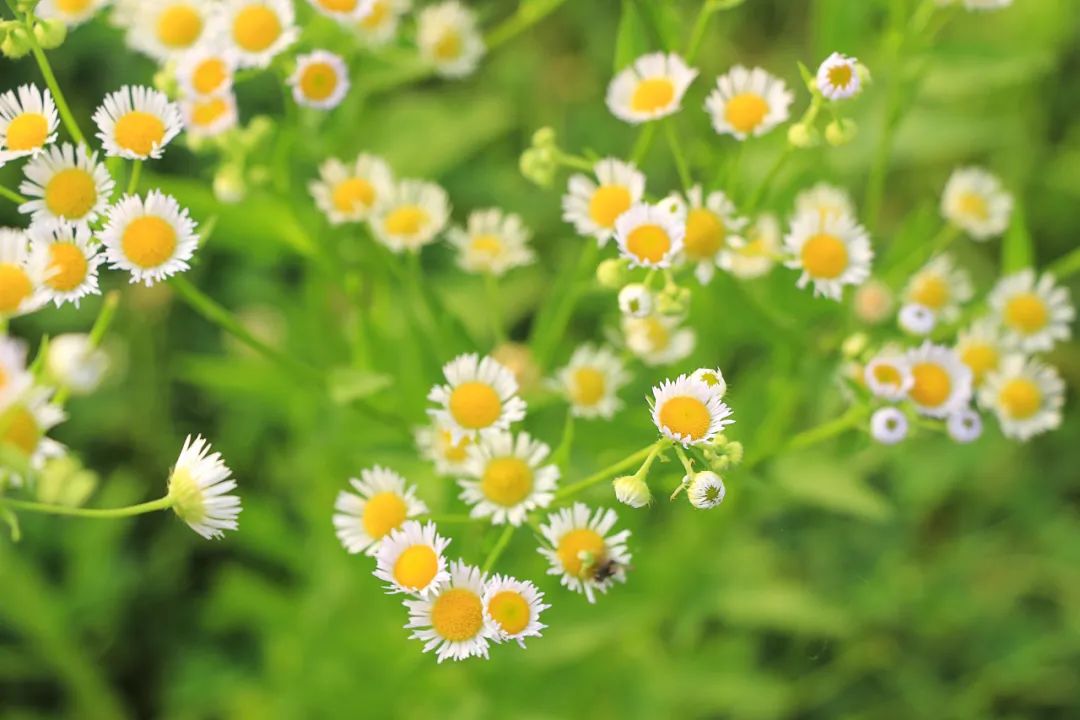 10首最美春分诗词，海棠花落，梅子半酸，正是人间好时节