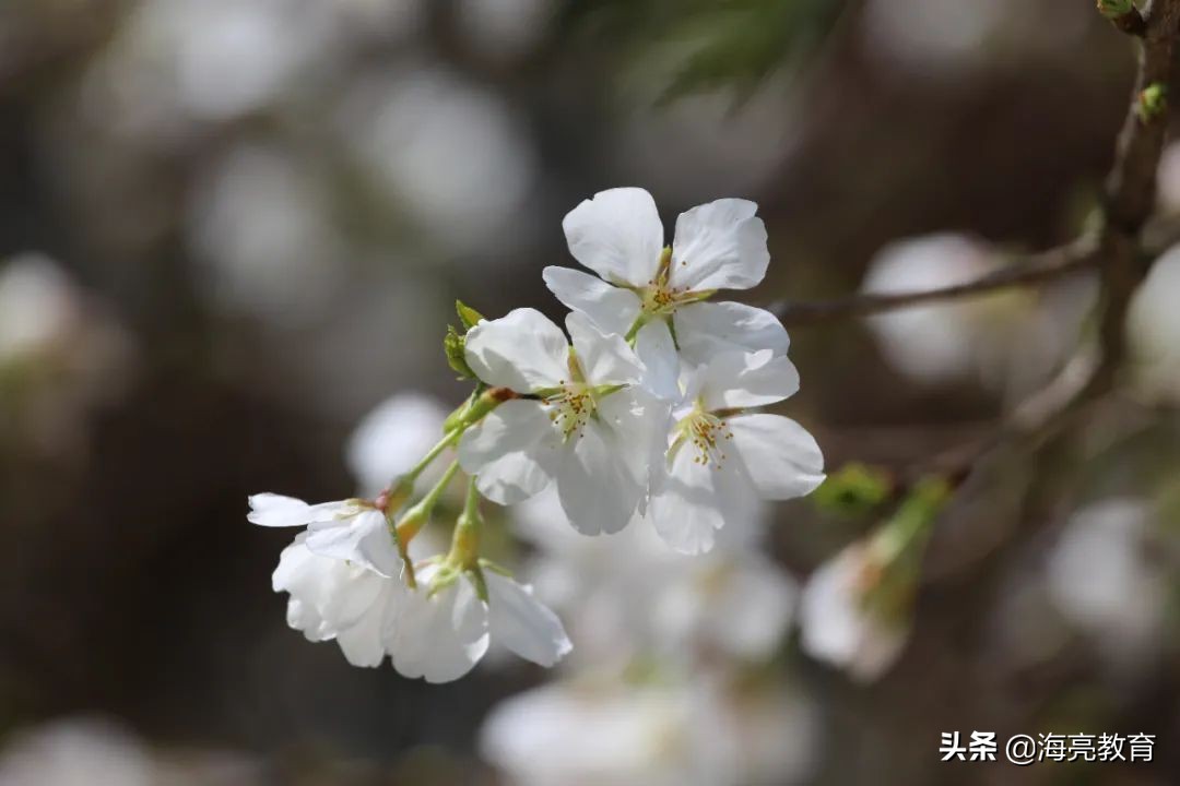 注意！前方一大波春日校园美景来袭