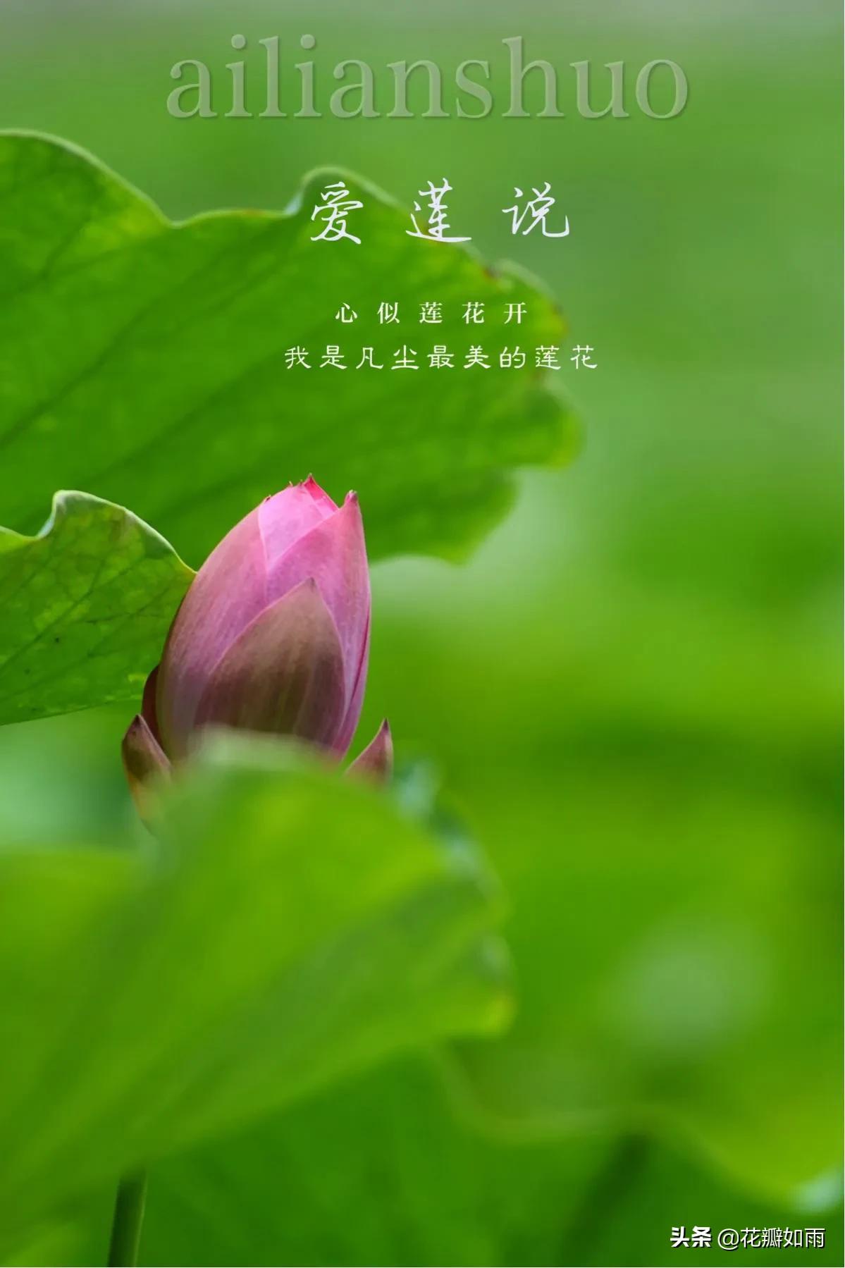 散文诗|莲的心事