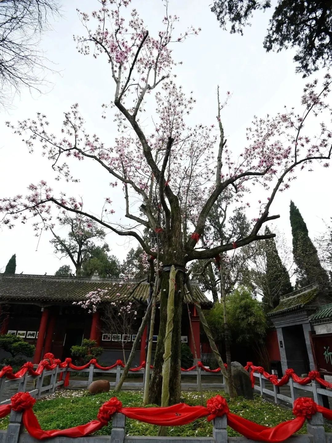 “云賞花”模式開(kāi)啟，漢中最美春光都在這~