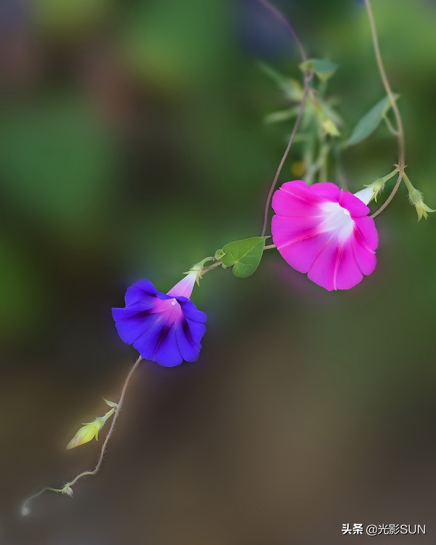 牵牛花的象征意义（牵牛花图片）-第4张图片-巴山号