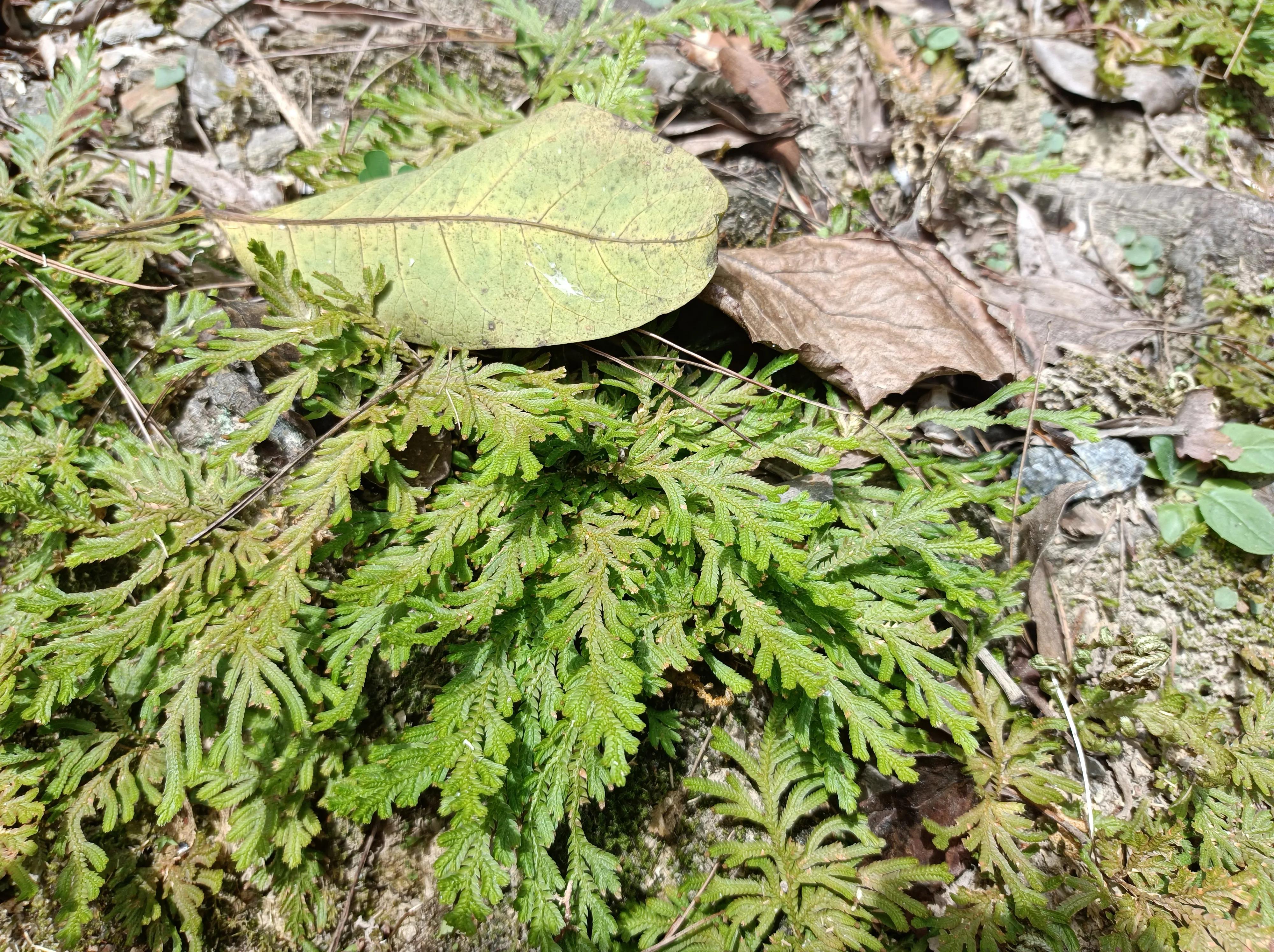 还魂草的功效 原来这么厉害(还魂草的功效与作用和吃法) - 风集网