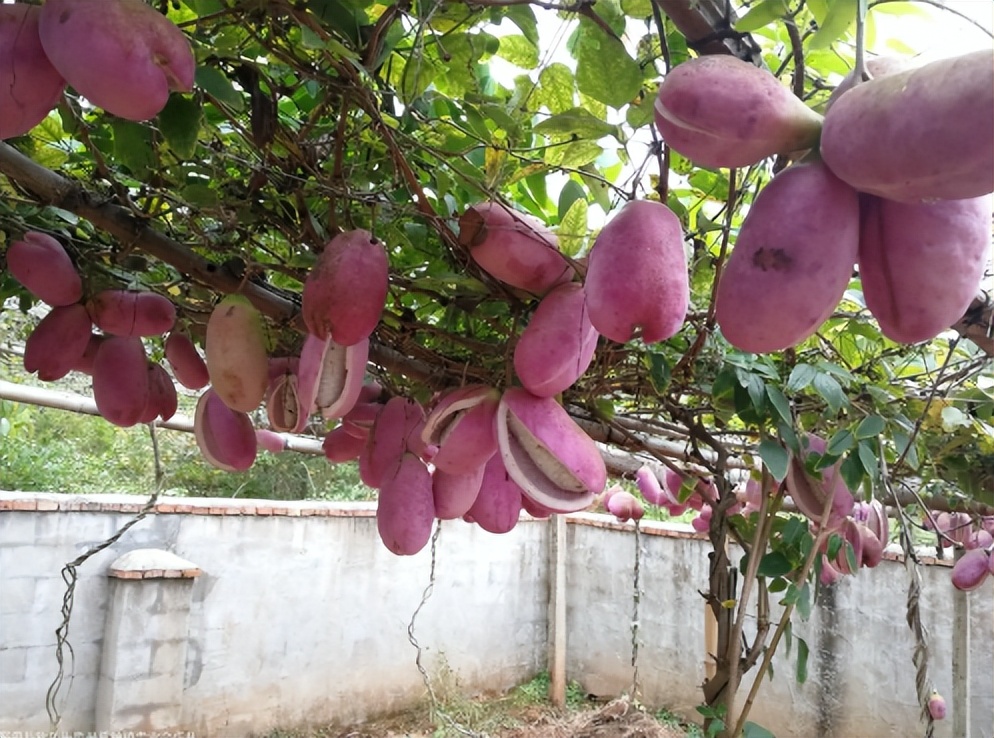 八月瓜怎么吃(乡土野果"八月炸",籽多皮厚却成了网红果,炒作还是真的