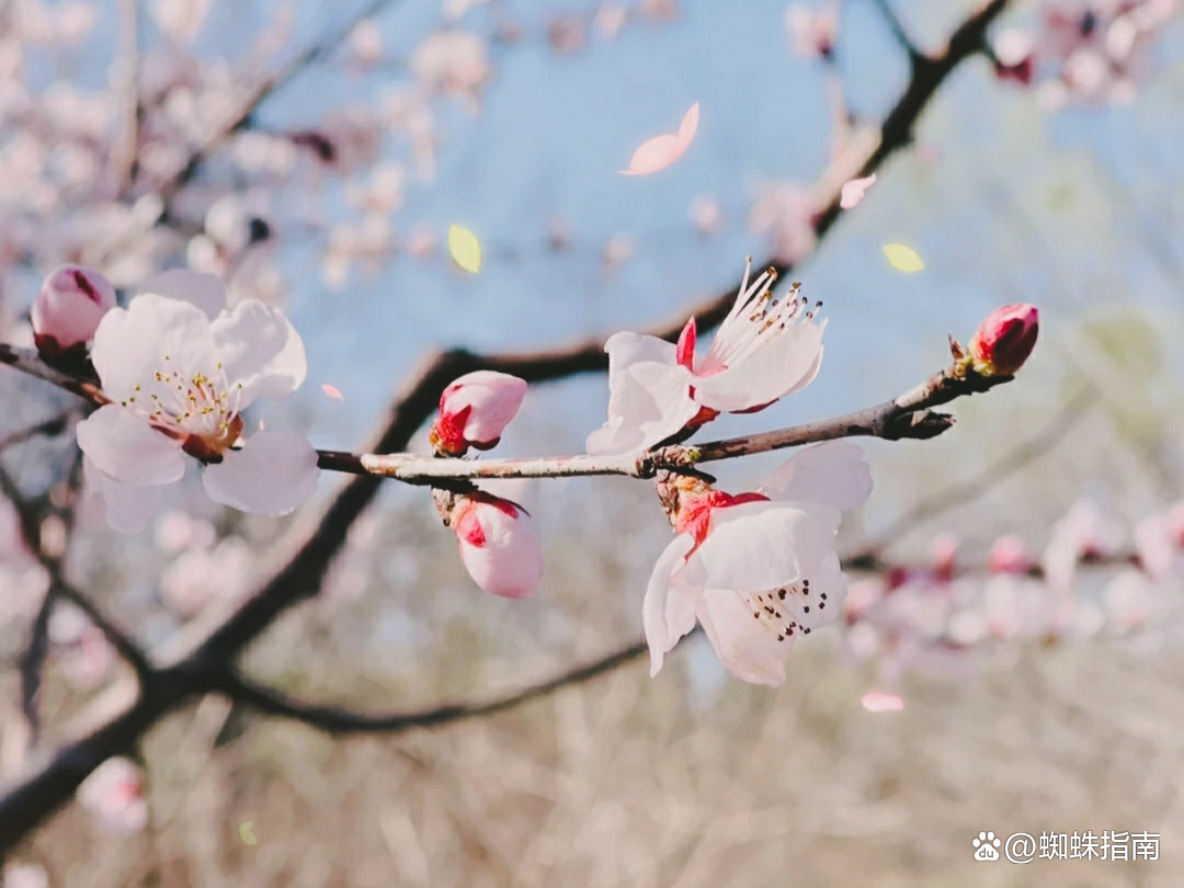 北京奥林匹克森林公园好玩吗（清明踏春好去处，打卡北京奥林匹克森林公园，安排上）