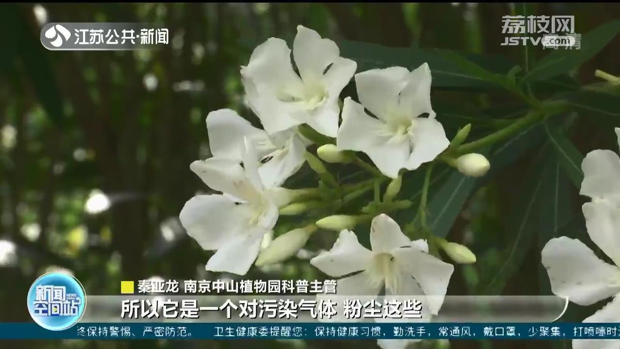 夹竹桃盛放 赏花安全提示来了