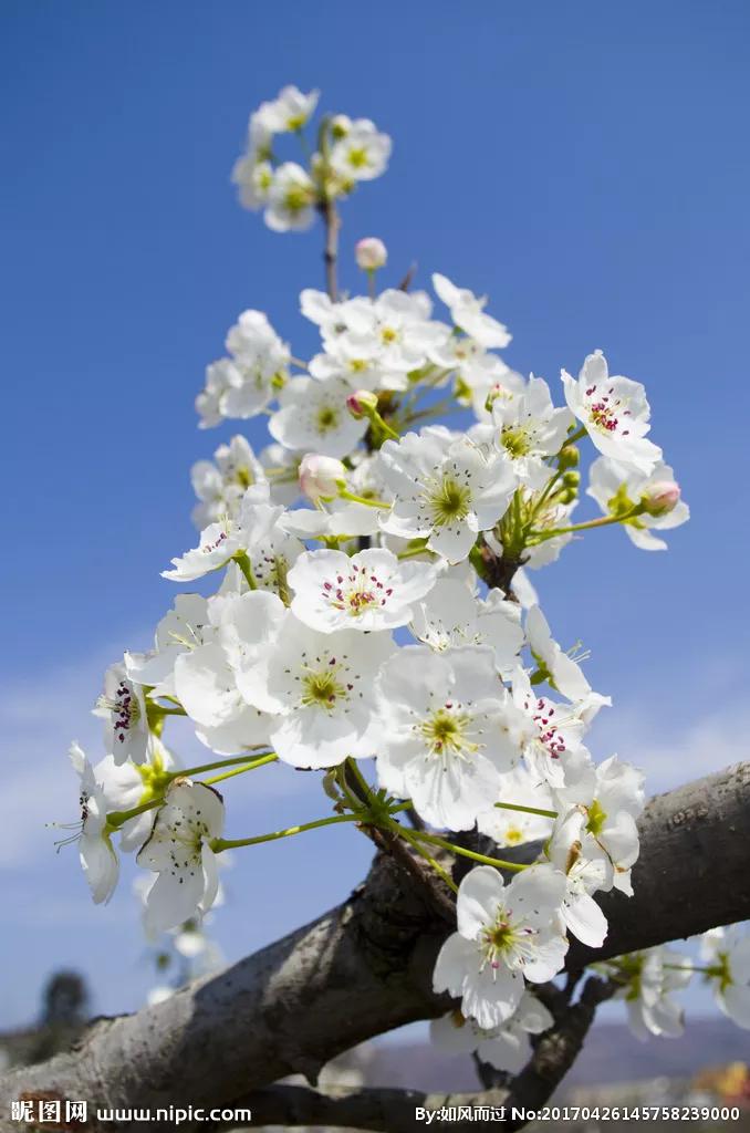 桃花先开还是梨花先开（春风绽百花各种花开放的顺序）