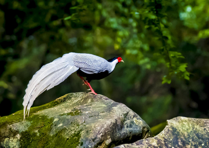 鸸鹋怎么读 鸸鹋的正确读音-大连问答网