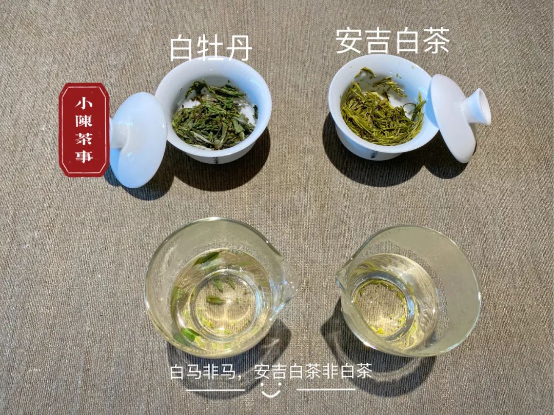 安吉白茶是属于什么茶类(安吉白茶为什么叫“白茶”？从六大茶类角度来看，它属于什么茶？)