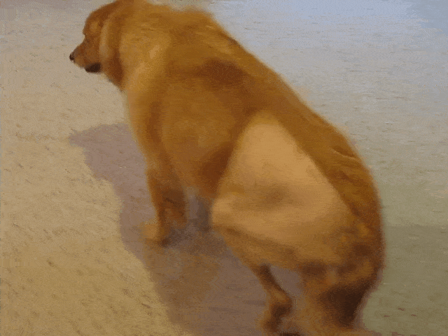 狗狗呕吐的5种情况，别错过救治期