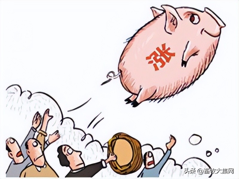 四川各县市今日猪价「湘西各县市今日猪价」