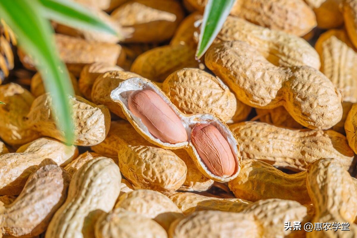 辽宁今日花生带壳多少元一斤，今日河南带壳花生最新价格