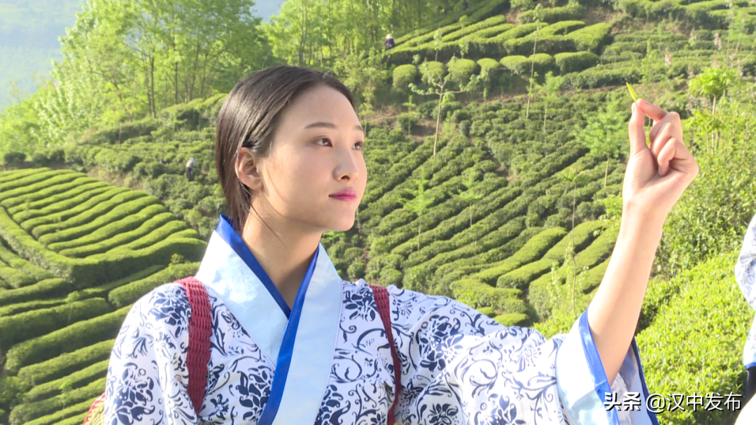 倒計(jì)時(shí)2天！2022西鄉(xiāng)茶葉櫻桃采摘體驗(yàn)文化旅游活動(dòng)即將啟幕