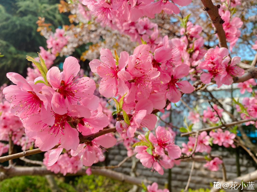 荼蘼是什么意思(8种不“吉利花”，养在家里“有麻烦”，到底扔不扔？)