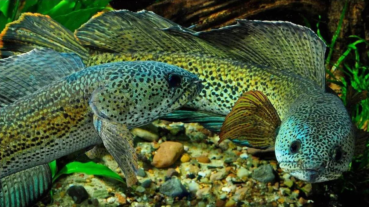 "蛇头鱼"在美国泛滥成灾,治理花费8亿美元,甚至不惜抽干湖水