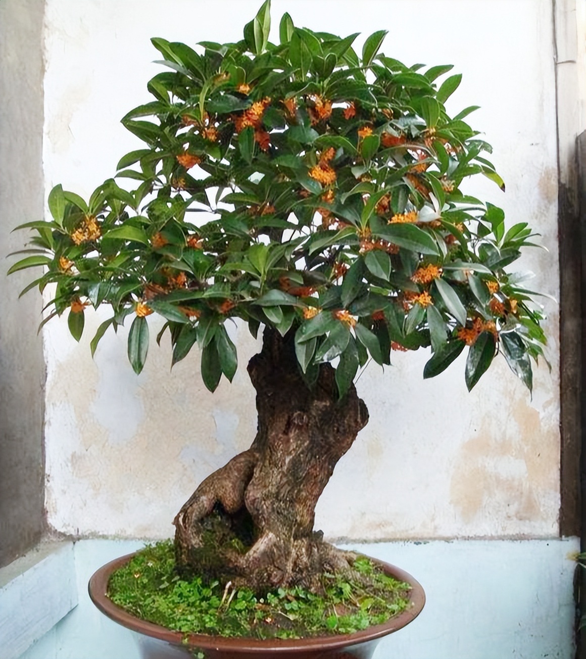 桂花树树苗好养吗(5类吉利树好养又长寿)