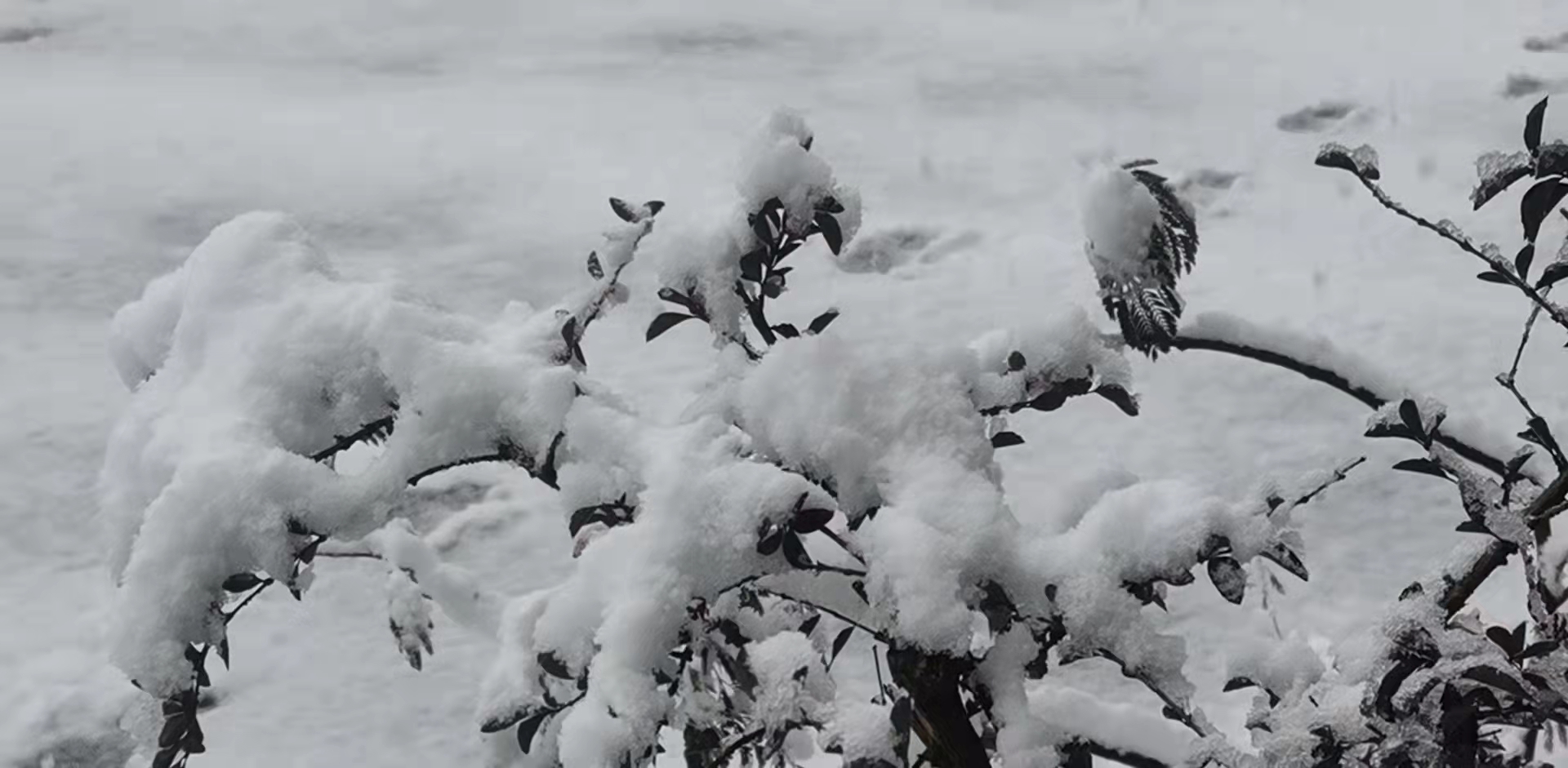 天气预报：云南省楚雄州大雪纷飞，什么时间会停歇，农谚怎么说？